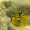 Papua-Neuguinea, Rabaul, Schnorcheln, Unterwasser