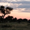 Botswana, Kalahari, CKGR