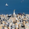 Cape gannet