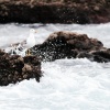 Lanzarote seabirds