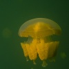 Palau, Jellyfish Lake