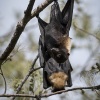 Tonga, Flying Foxes