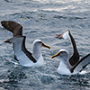 New Zealand, Doubtful Sound, albatrosses