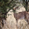 Botswana, Kalahari Transfrontier