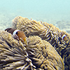 Anemonenfische orange, Falscher Clownfisch