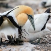 Australasian gannets, Cape Kidnappers