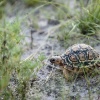 Botswana, Kalahari, CKGR