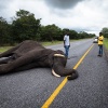 Chobe NP, dead elephant