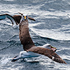 Neuseeland, Doubtful Sound, Albatrosse