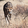 Botswana, Kalahari Transfrontier, Cheetah