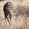 Botswana, Kalahari Transfrontier, Gepard