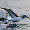 New Zealand, Doubtful Sound, albatrosses