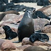 Cape Cross seals