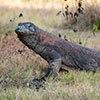 Komodo Dragon