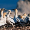 Cape gannet