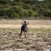 Botswana, Kalahari Transfrontier