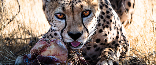 Botswana, Kalahari Transfrontier, Cheetah