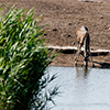 Etosha-Pfanne