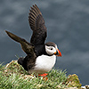 Iceland, Atlantic Puffin, Lundi