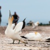 Australasian gannets, Cape Kidnappers