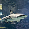 New Caledonia, Aquarium des Lagons