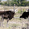 Etosha-Pfanne