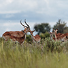 Okavango Delta, Botswana, Lechwe