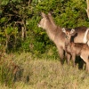 Hirschantilope, St. Lucia