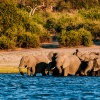 Elephants crossing River
