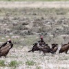 Botswana, Kalahari Transfrontier