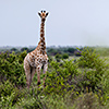 Nxai Pan, giraffes