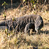 Komodo Dragon