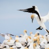 Australasian gannets, Cape Kidnappers