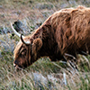 Scottish highland cattle