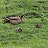 Chobe NP, egyptian goose