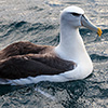 New Zealand, Doubtful Sound, albatrosses