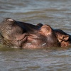 Hippos, St. Lucia