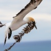 Australasian gannets, Cape Kidnappers