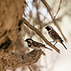 Namib weaver birds