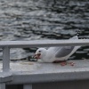 New Zealand, Doubtful Sound, Fjord