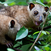 Papua New Guinea, Rabaul, Natur