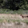 Botswana, Kalahari Transfrontier,cheetah