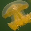 Palau, Jellyfish Lake