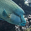 New Caledonia, Aquarium des Lagons