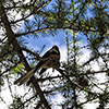 New Zealand, Southern Alps, Fan Tail