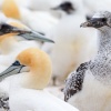 Australasian gannets, Cape Kidnappers