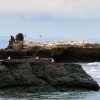 Australasian gannet, Cape Kidnappers