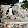 Brillenpinguine Boulders Beach