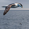 New Zealand, Doubtful Sound, albatrosses