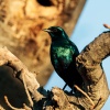 Meve's long-tailed starling